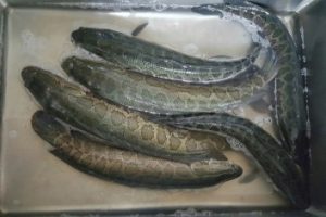 가물치호박진액